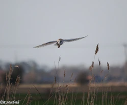 Male Barn Owl-Image 01