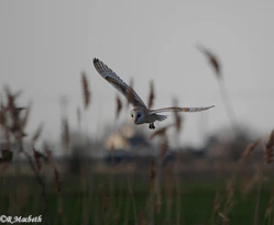 Male Barn Owl-Image 03
