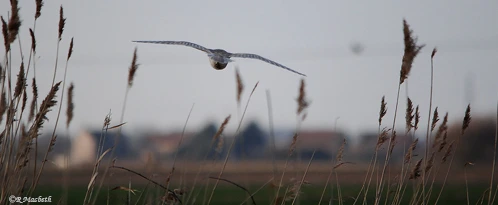 Male Barn Owl-Image 05