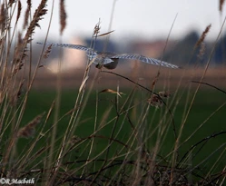 Male Barn Owl-Image 06