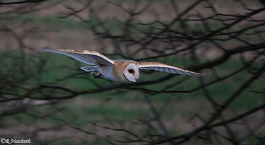 Male Barn Owl-Image 08