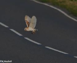 Male Barn Owl-Image 10