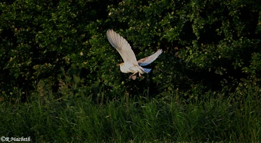 Male Barn Owl-Image 11