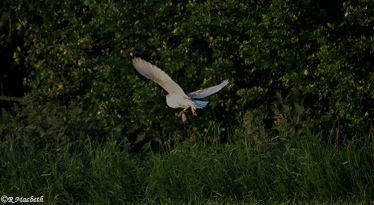 Male Barn Owl-Image 12