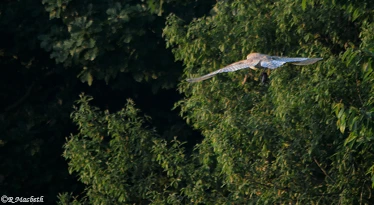 Male Barn Owl-Image 14