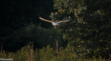Male Barn Owl-Image 16