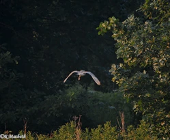 Male Barn Owl-Image 17