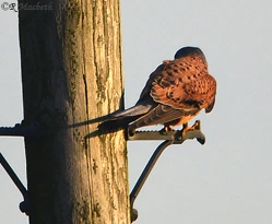 Common Kestrel