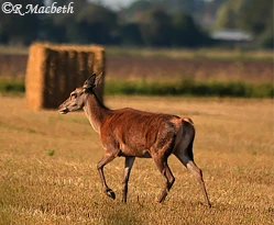 Female Red Deer and Fawn