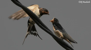 Swallow feeding in flight-image 01