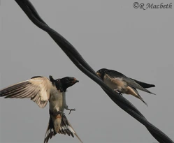 Swallow feeding in flight-image 02