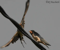 Swallow feeding in flight-image 03
