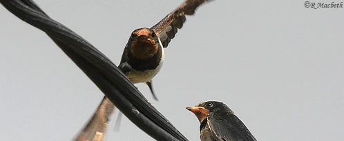 Swallow feeding in flight-image 04