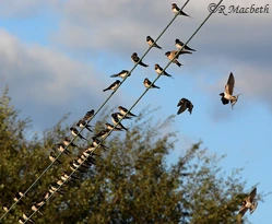 Swallows and Fledglings-image 01