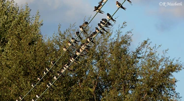 Swallows and Fledglings-image 02