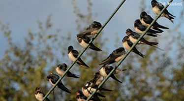 Swallows and Fledglings-image 03