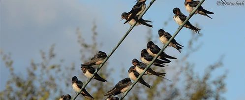 Swallows and Fledglings-image 04