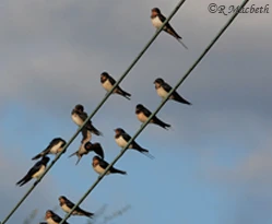 Swallows and Fledglings-image 05