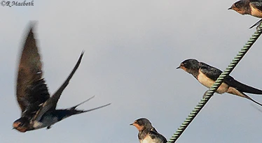 Swallows and Fledglings-image 06