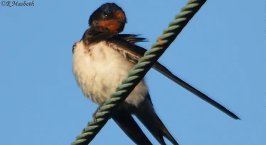 Adult Swallow Image