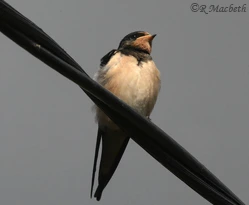 Swallow Fledgling-Image 02