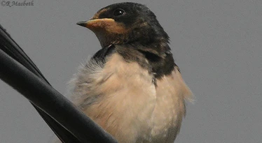Swallow Fledgling-Image 03
