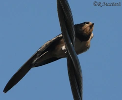 Swallow Fledgling-Image 04