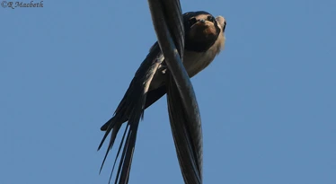 Swallow Fledgling looking at the camera