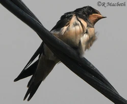 Swallow Fledgling-Image 05