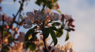 Apple Blossom