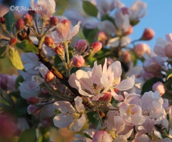 Apple Blossom