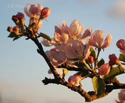 Apple Blossom
