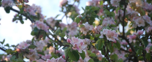 Apple Blossom
