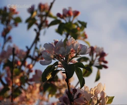Apple Blossom