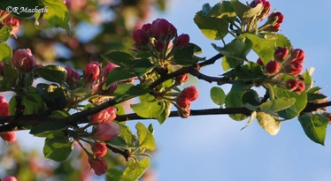 Apple Blossom