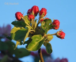 Apple Blossom