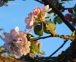 Apple Blossom
