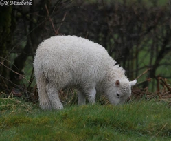 Young Cheviot lamb grazing