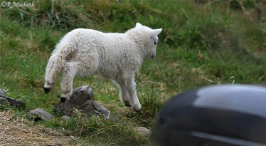 Cheviot Lamb Gambolling