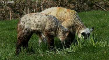 Shropshire Lambs-What Daffodil Stalks